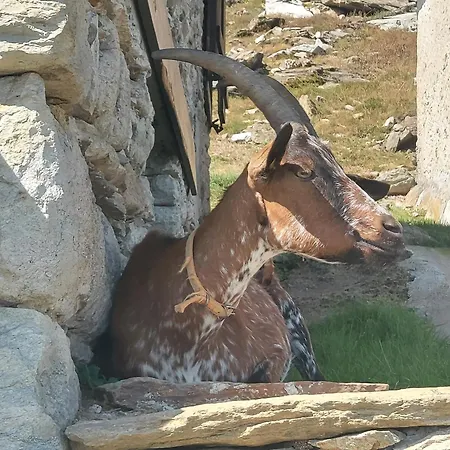 Gran Paradiso شقة *